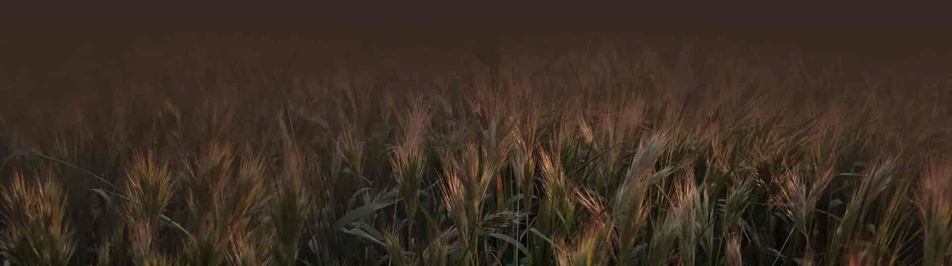Field Bg Image