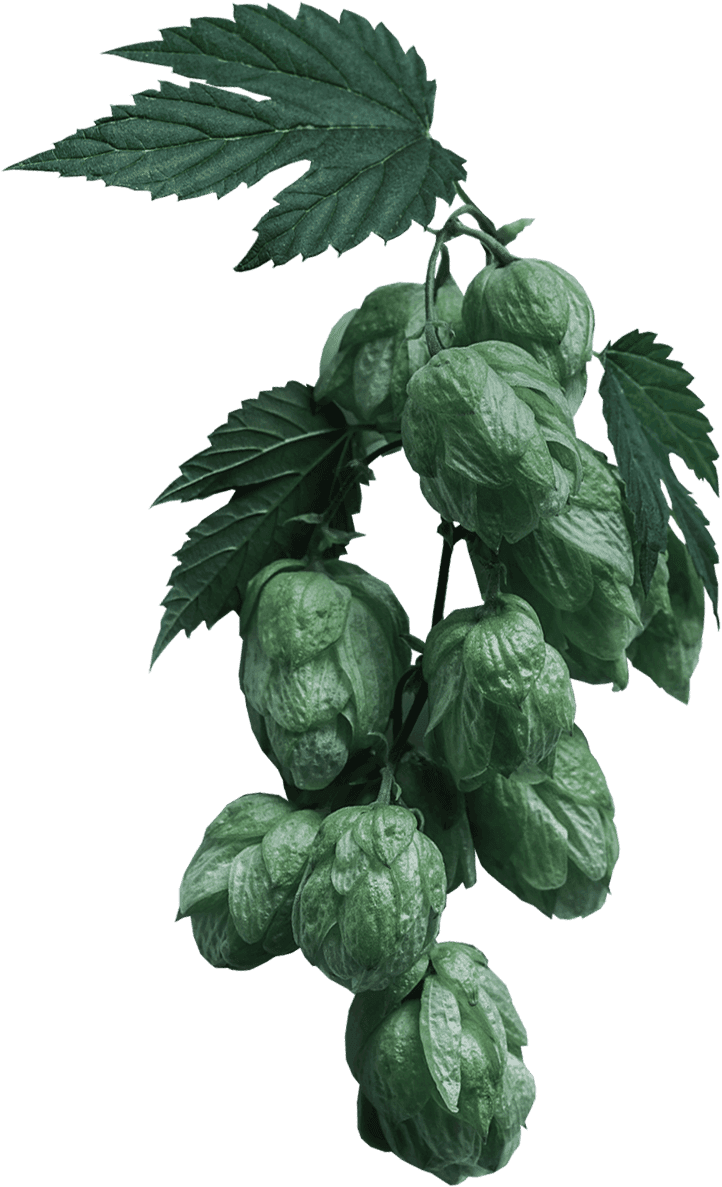Hops